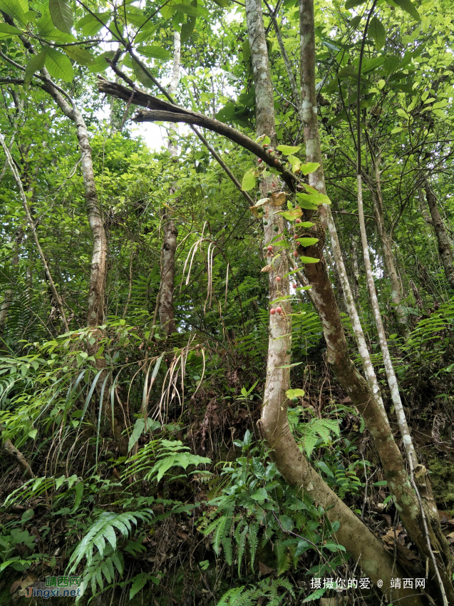 吕平（准国际）森林公园 - 靖西网