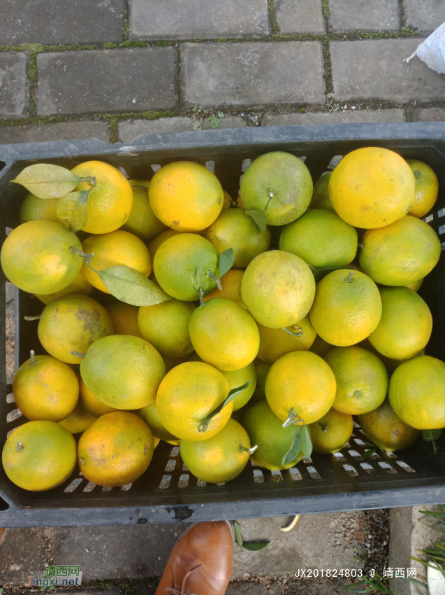 卖脐橙（那坡县那万脐橙，美国引进的脐橙品种） - 靖西网