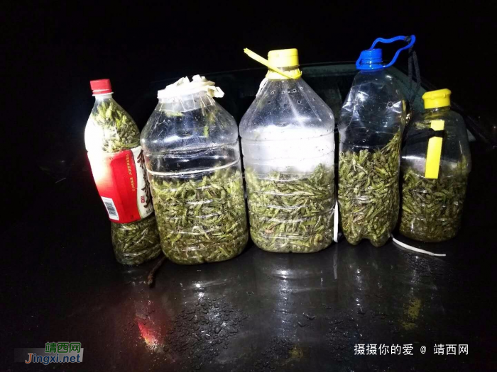 久雨初晴，开启除害模式。 - 靖西网