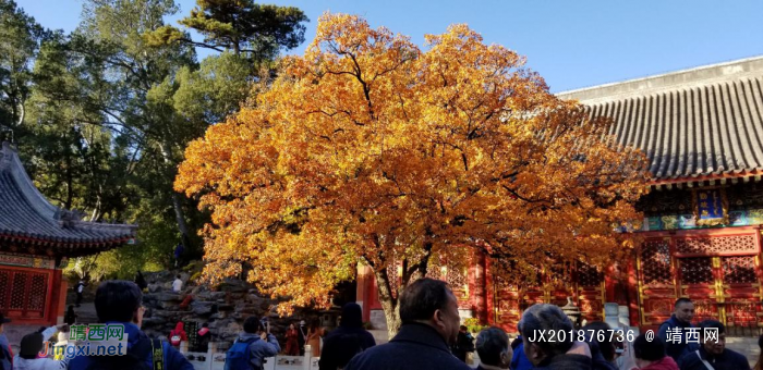 爬香山赏红叶，晒晒北京的秋景 - 靖西网