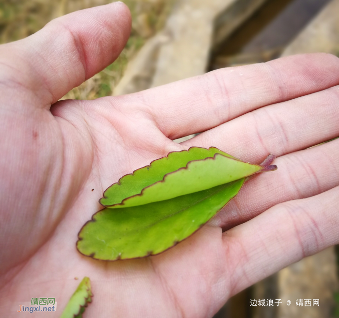 竹筒饭、美女、稻草间，一次完美的田间邂逅 - 靖西网