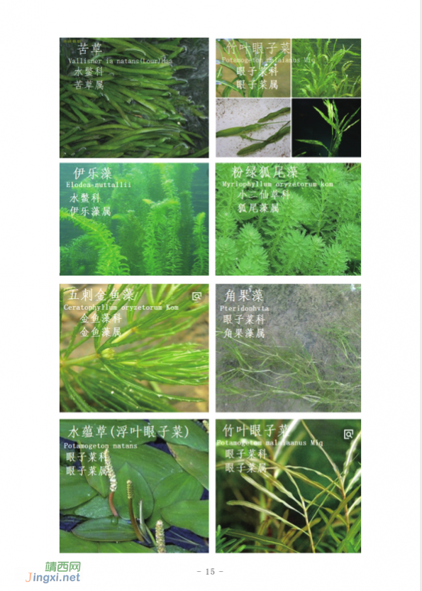 龙潭国家湿地公园湿地生物资源  (个人知产论文) - 靖西网