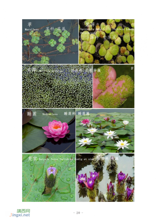 龙潭国家湿地公园湿地生物资源  (个人知产论文) - 靖西网 - 第2页