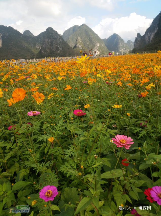 旧州花海醉游人田园美景在靖西