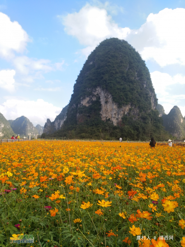 旧州花海醉游人田园美景在靖西