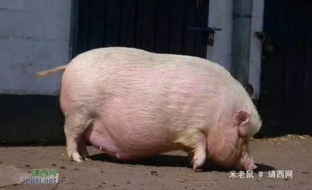 靖西市万头母猪繁育基地投入使用 - 靖西网