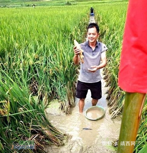 南坡乡：高山稻田养鱼600亩 有效助推脱贫攻坚 - 靖西网
