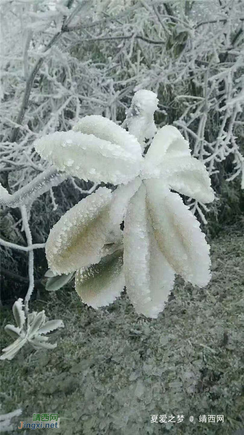 重庆仙女山终迎降雪,高清雪景美图养眼! - 靖西网 重庆仙女山终迎降雪,高清雪景美图养眼! - 靖西网