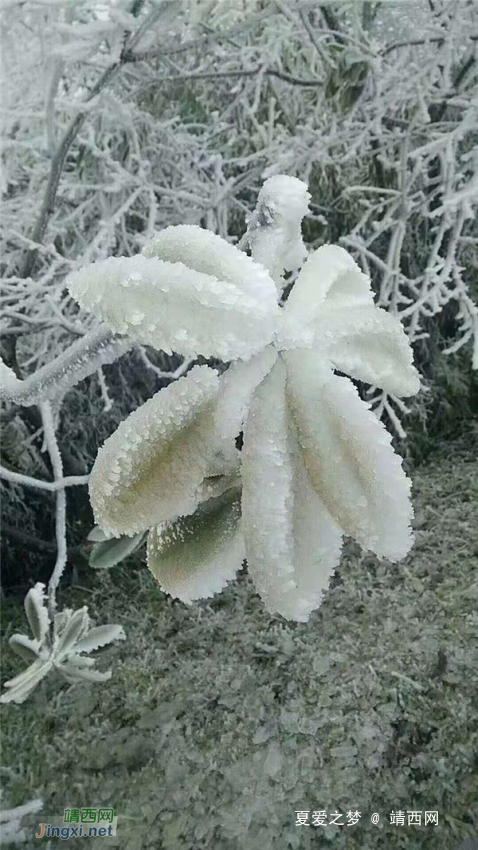 重庆仙女山终迎降雪，高清雪景美图养眼！ - 靖西网