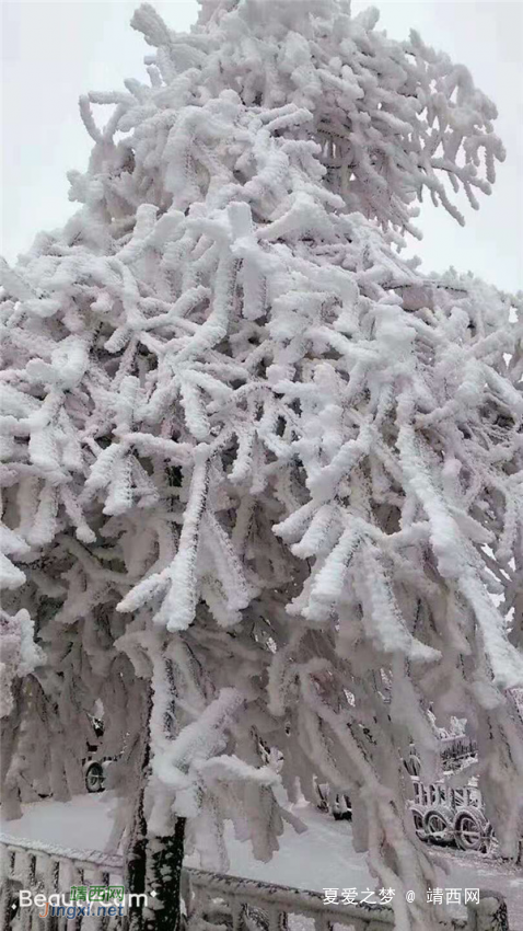 重庆仙女山终迎降雪,高清雪景美图养眼! - 靖西网 重庆仙女山终迎降雪,高清雪景美图养眼! - 靖西网