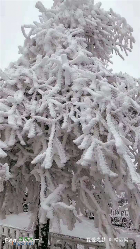 重庆仙女山终迎降雪，高清雪景美图养眼！ - 靖西网