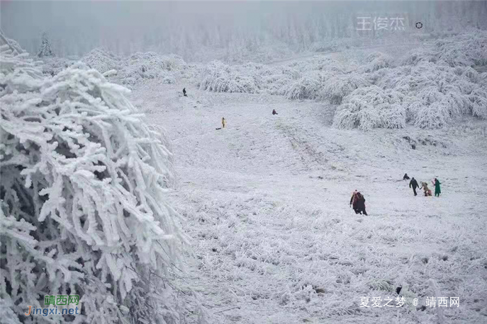 重庆仙女山终迎降雪，高清雪景美图养眼！ - 靖西网