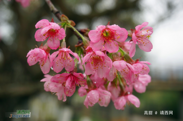 龙潭湿地公园的冬樱花 - 靖西网