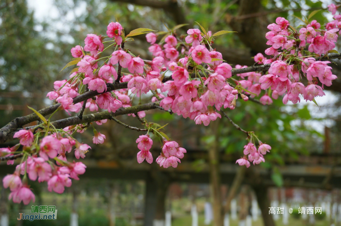 龙潭湿地公园的冬樱花 - 靖西网