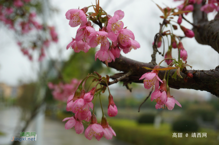 龙潭湿地公园的冬樱花 - 靖西网