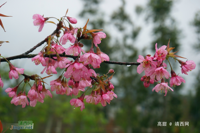 龙潭湿地公园的冬樱花 - 靖西网