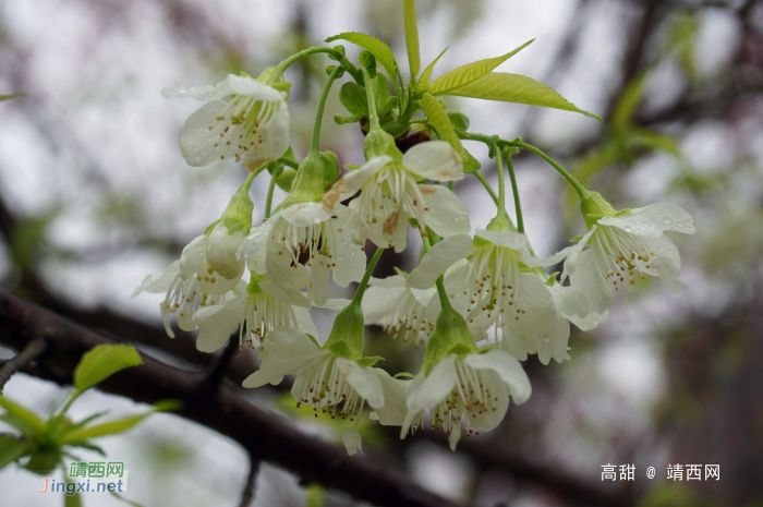 龙潭湿地公园的冬樱花 - 靖西网