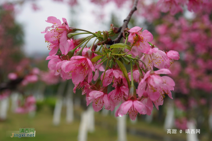 龙潭湿地公园的冬樱花 - 靖西网