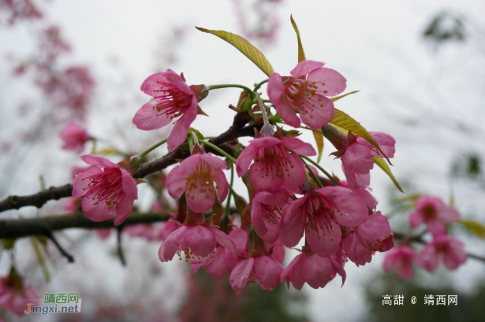 龙潭湿地公园的冬樱花 - 靖西网
