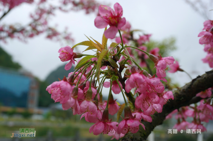 龙潭湿地公园的冬樱花 - 靖西网