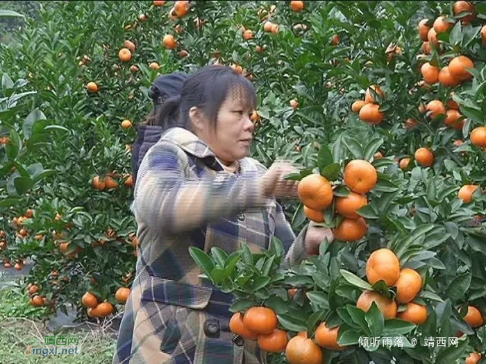 靖西柑橘产业带民富 - 靖西网