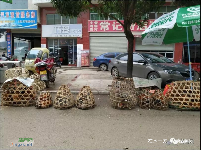 靖西鸡pk德保鸡