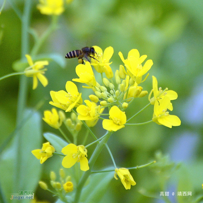 油菜花 - 靖西网