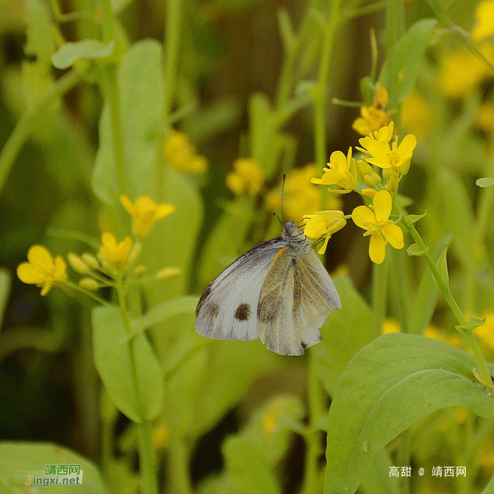 油菜花 - 靖西网