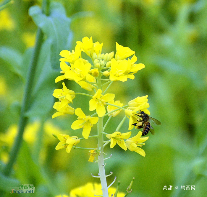 油菜花 - 靖西网