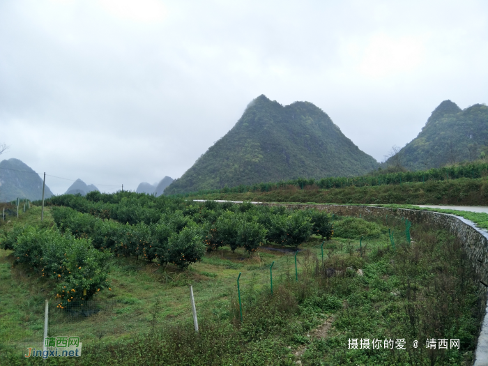 冒雨游五权千亩果园 - 靖西网