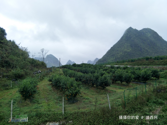 冒雨游五权千亩果园 - 靖西网