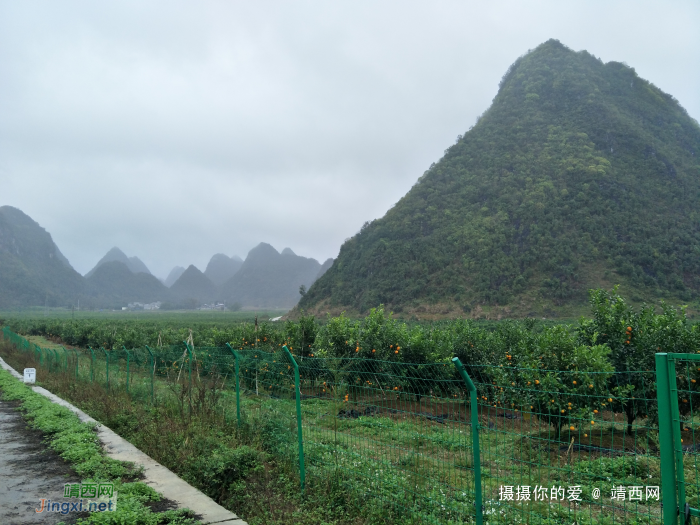 冒雨游五权千亩果园 - 靖西网