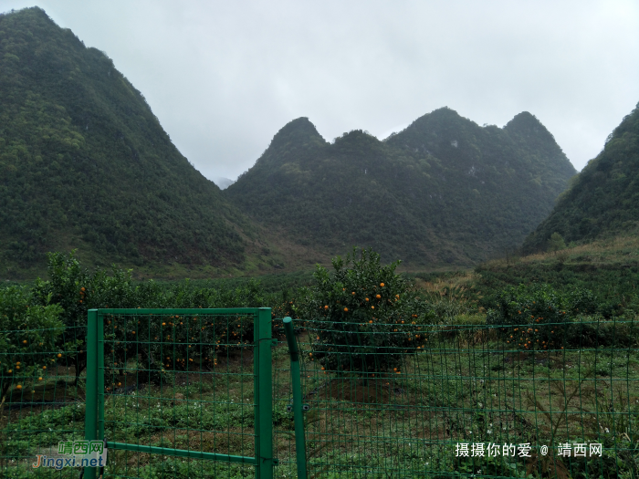 冒雨游五权千亩果园 - 靖西网