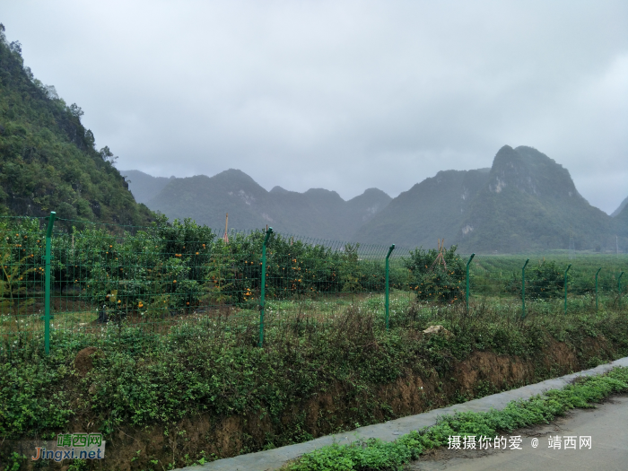 冒雨游五权千亩果园 - 靖西网