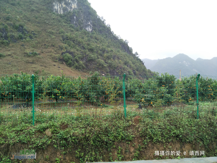 冒雨游五权千亩果园 - 靖西网