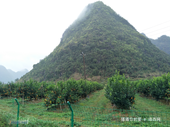 冒雨游五权千亩果园 - 靖西网