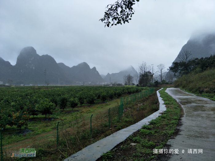 冒雨游五权千亩果园 - 靖西网