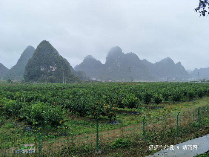 冒雨游五权千亩果园 - 靖西网