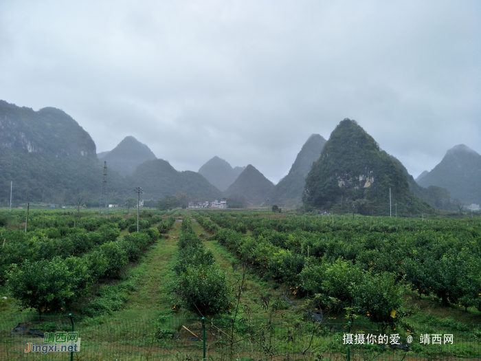 冒雨游五权千亩果园 - 靖西网