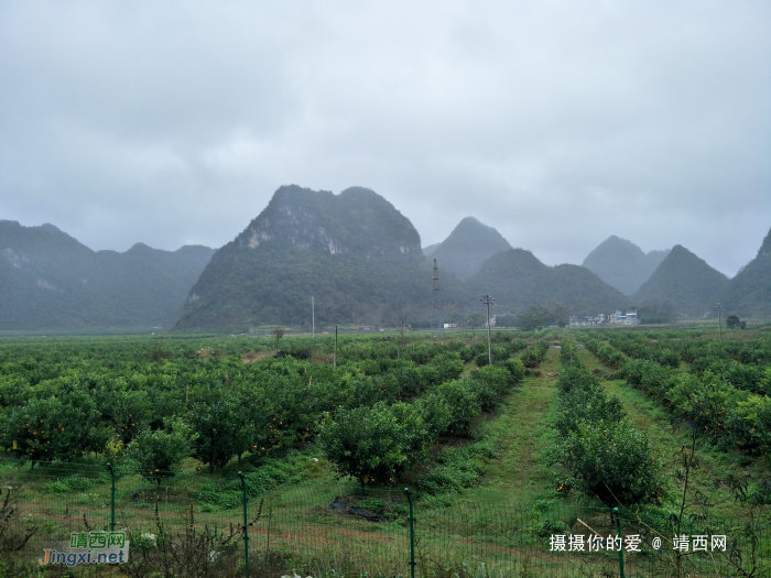 冒雨游五权千亩果园 - 靖西网