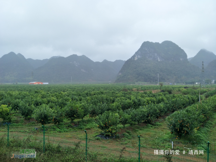 冒雨游五权千亩果园 - 靖西网