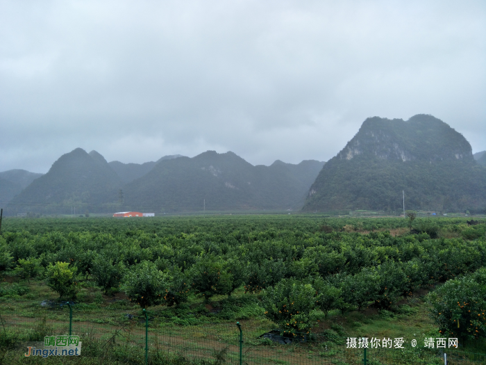 冒雨游五权千亩果园 - 靖西网