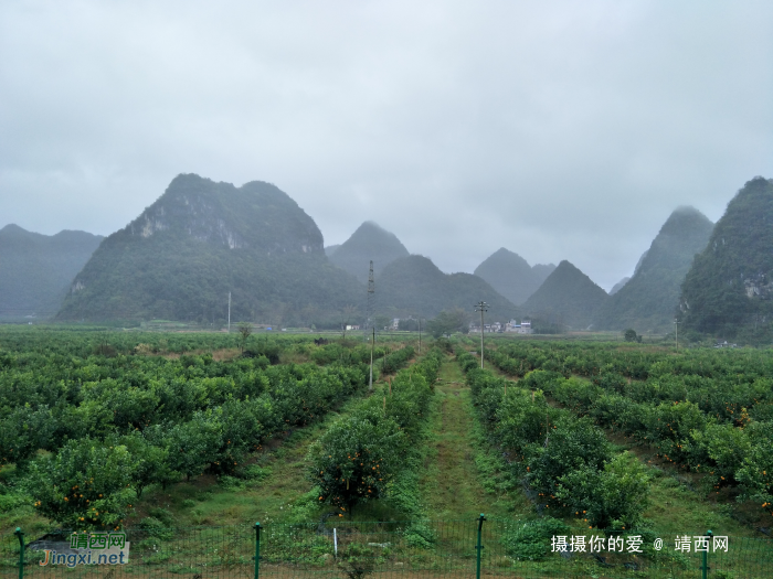 冒雨游五权千亩果园 - 靖西网