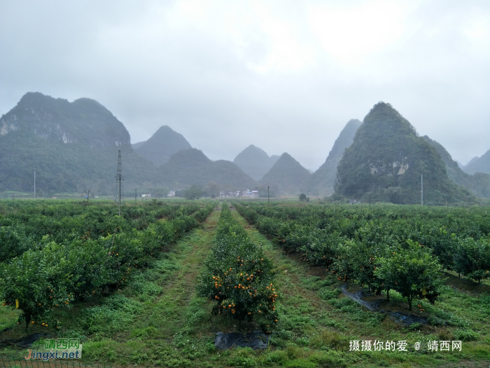 冒雨游五权千亩果园 - 靖西网