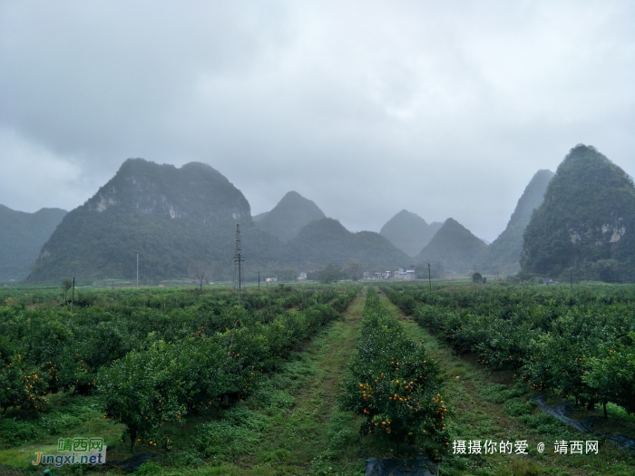 冒雨游五权千亩果园 - 靖西网