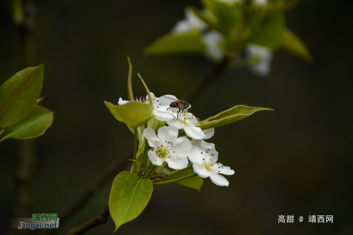 一树梨花一树春 - 靖西网 一树梨花一树春 - 靖西网