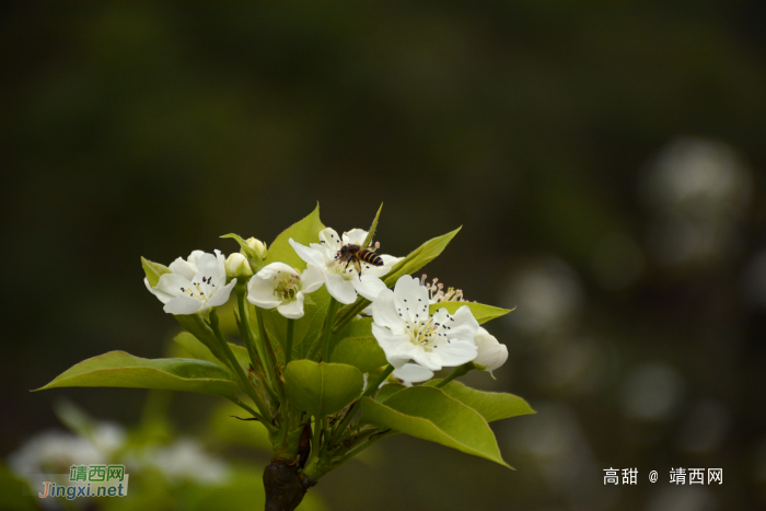 一树梨花一树春 - 靖西网