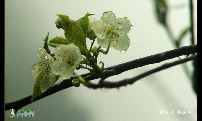 梨花带雨一枝春 - 靖西网