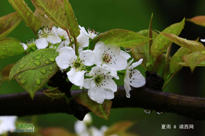 梨花带雨一枝春 - 靖西网