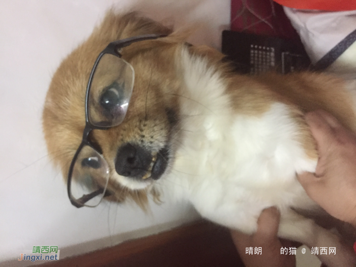 寻找一只蝴蝶犬 - 靖西网